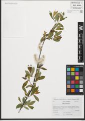 Foto von Salix purpurea L.